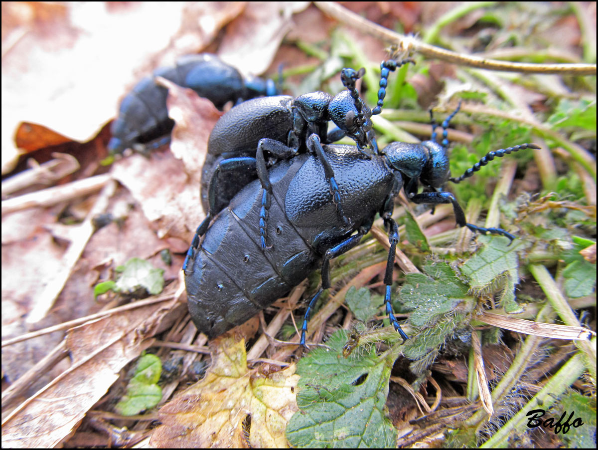 Meloe proscarabaeus in accoppiamento?